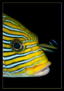 Sweetlips getting a facial by Charles Wright 